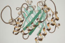 Protein Ribbon Visualization